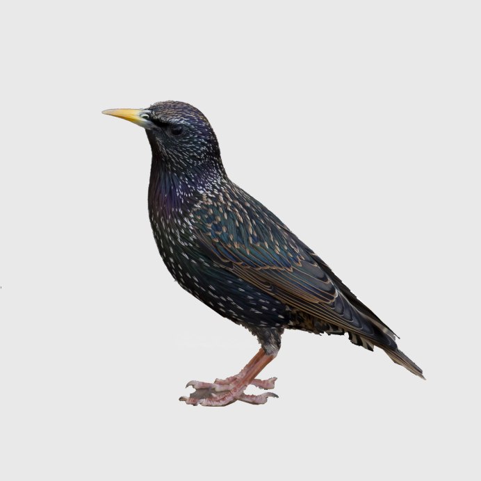 Скворцы полет