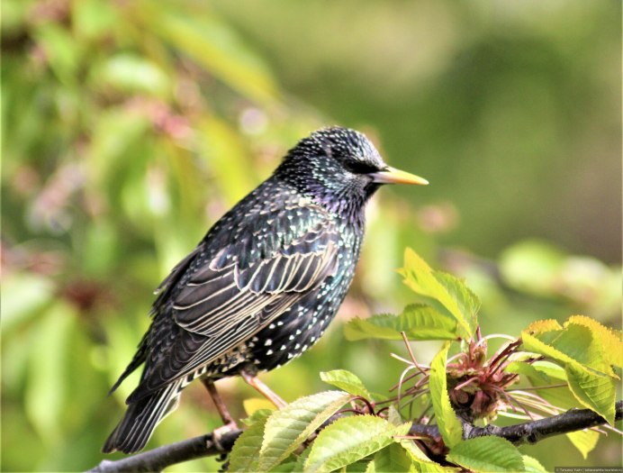 Скворец Перелетная птица