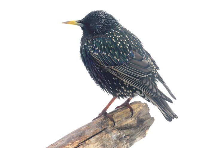 Скворец в полете