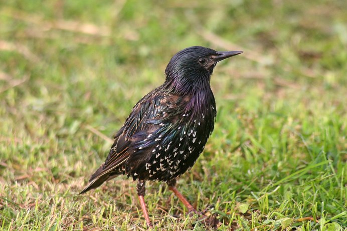 Скворец певец