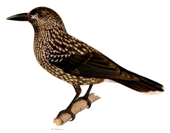 Птица скворец Таджикистан