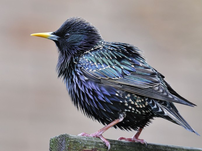 Певчий скворец