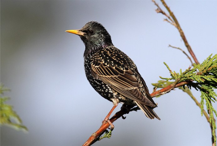 Скворец на прозрачном фоне