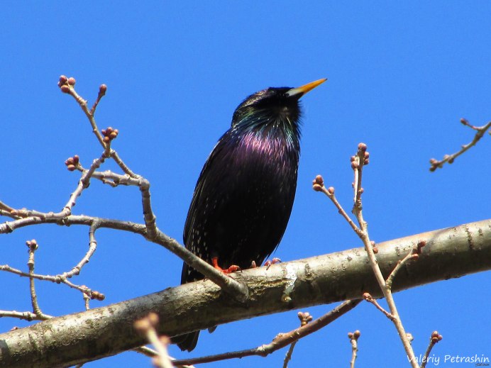 Скворец (Весна)