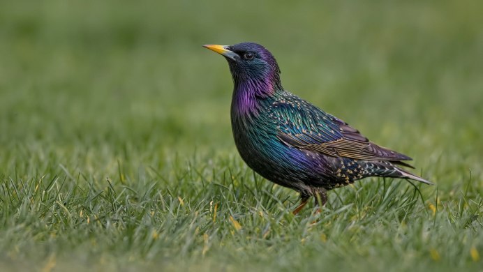 Скворец оседлая птица