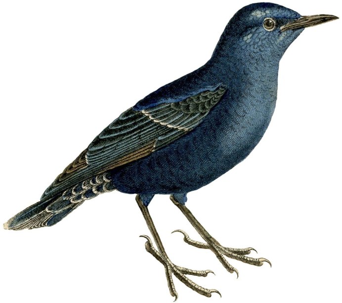 Скворец на ветке на белом фоне