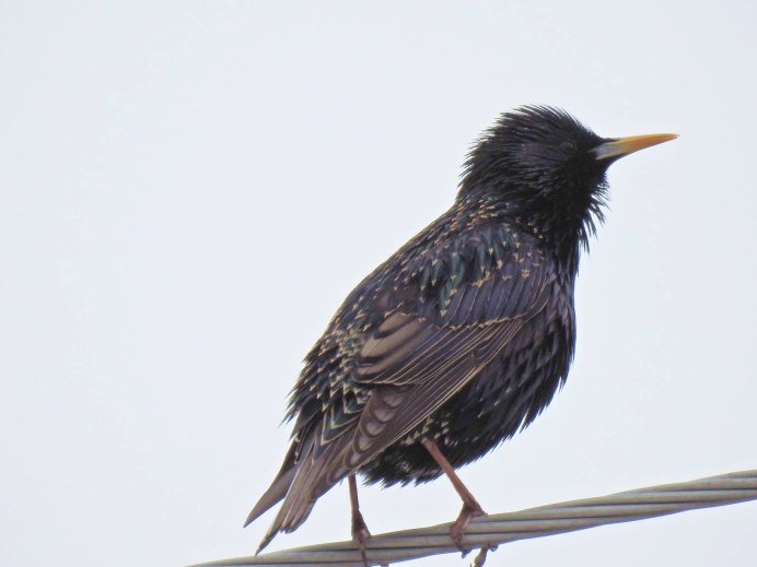 Скворец карточка для детей