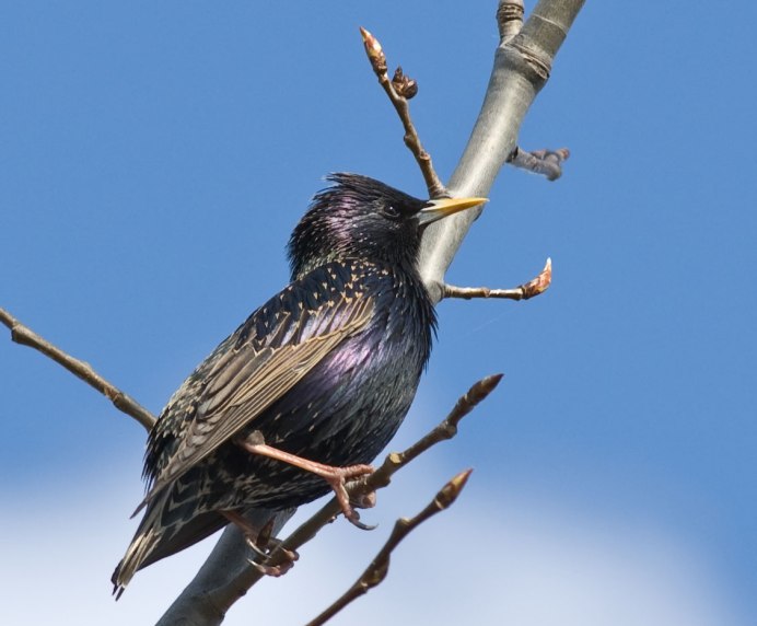 Скворушка на ветке