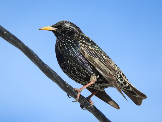 Черная птица без хвоста