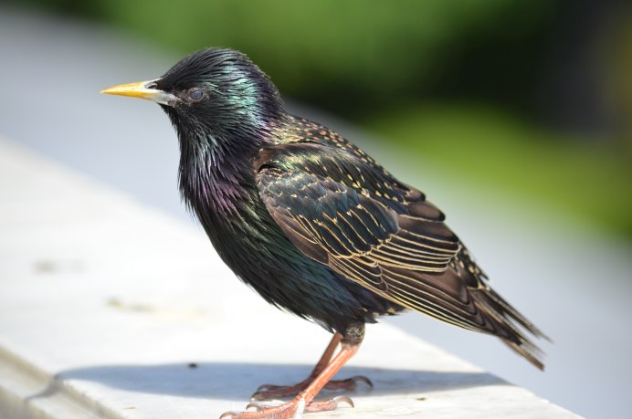 Тихонов про скворца