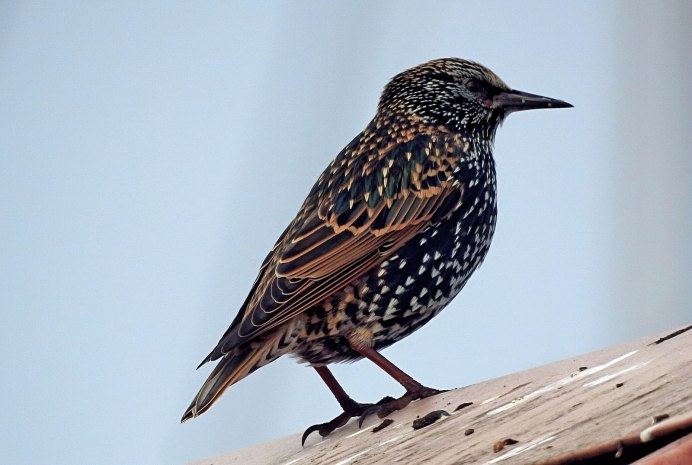 Скворец Дальневосточный