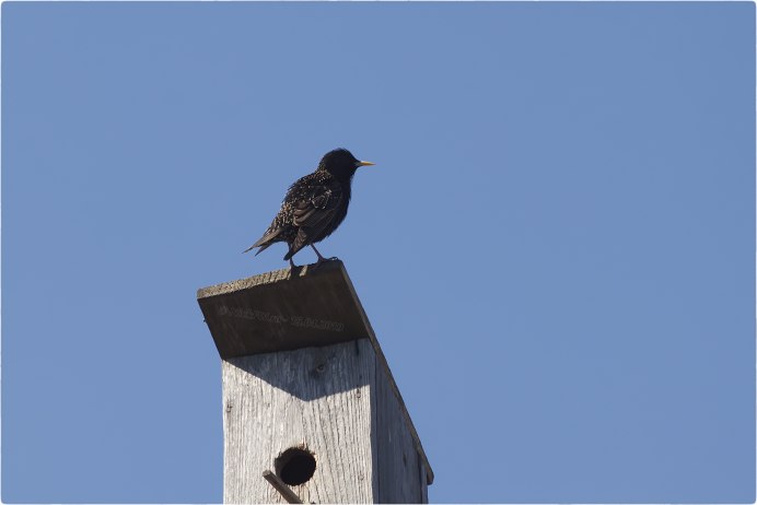 Скворец с расправленными крыльями