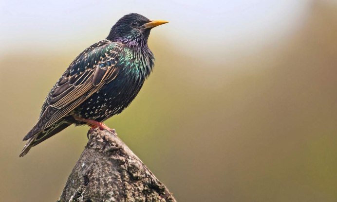 Перелетные птицы на белом фоне