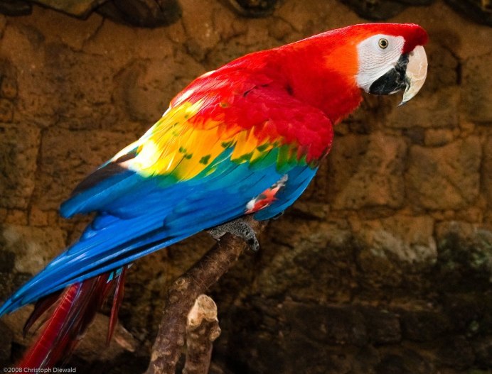 Попугай Macaw
