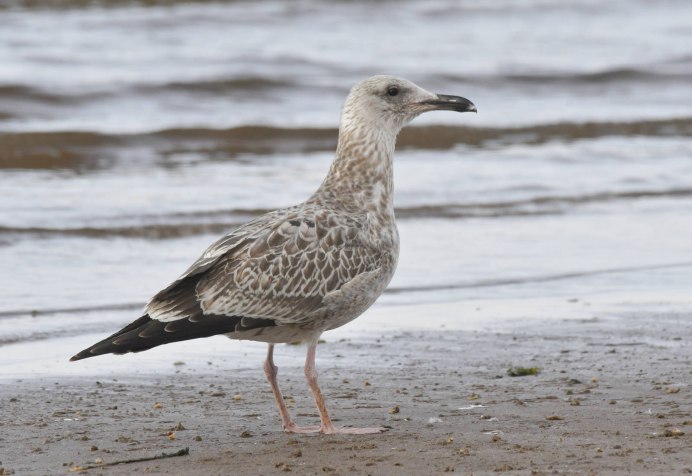 Черноголовый хохотун (Larus ichthyaetus)