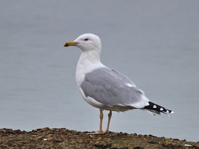 Хохотунья (Larus cachinnans)