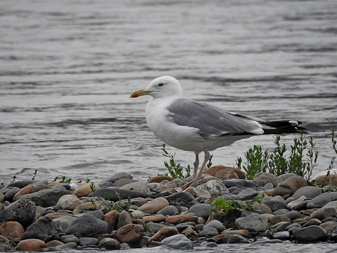 Larus cachinnans