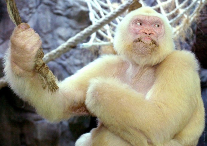 Тонкинский ринопитек (Rhinopithecus avunculus)