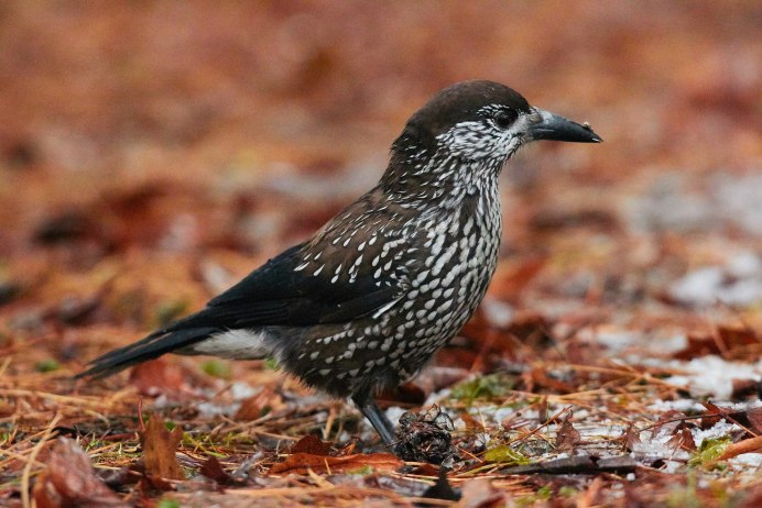 Маленькие коричневые птицы с длинным хвостом