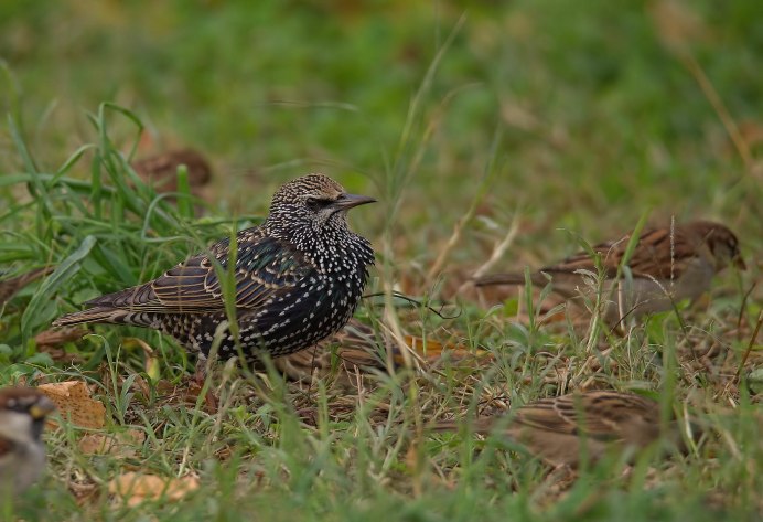 Коричневая птица Дрозд