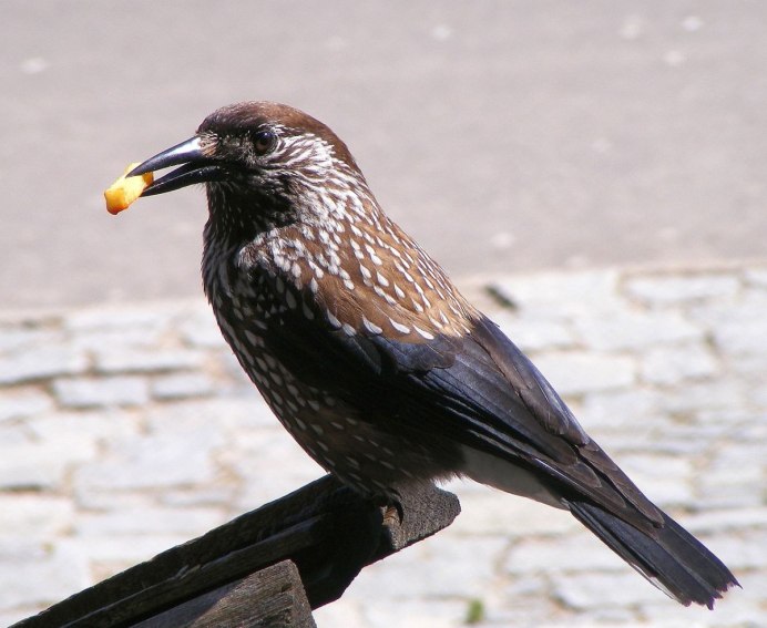 СВЕТЛОГРУДЫЙ Дрозд