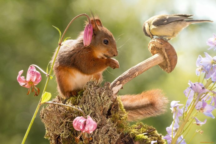 Милые животные в природе