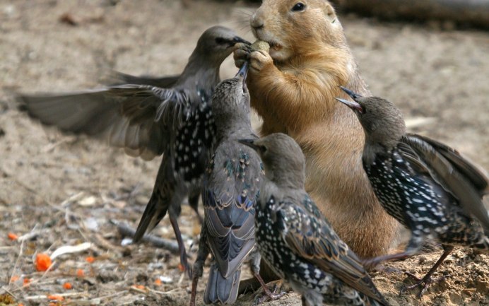 Забавные животные и птицы