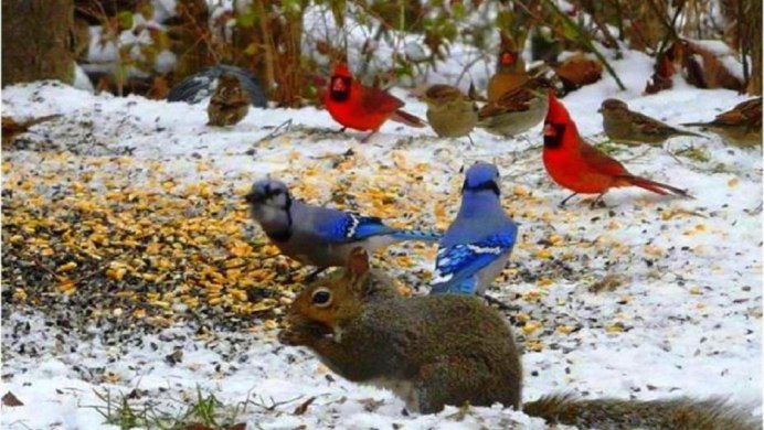 Звери и птицы зимой