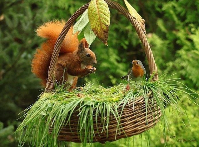 Смешные попугаи