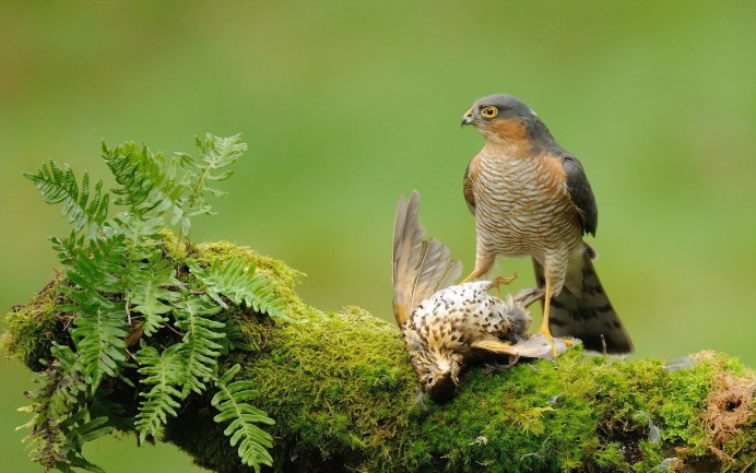 Сапсан птица