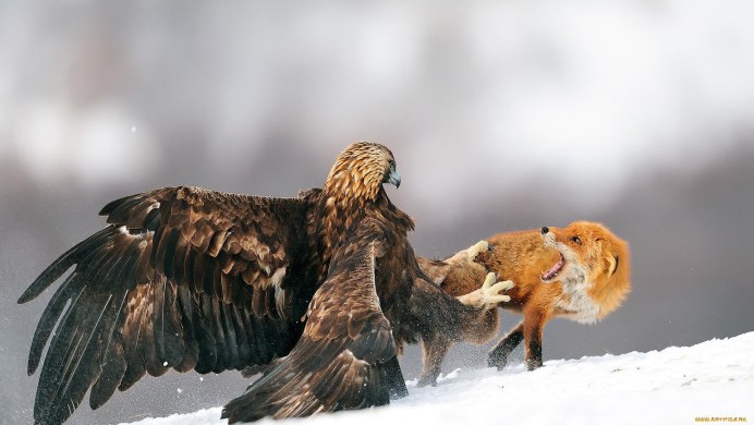 Беркут ястреб Коршун