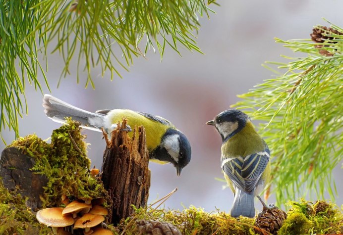 Тукан на дереве