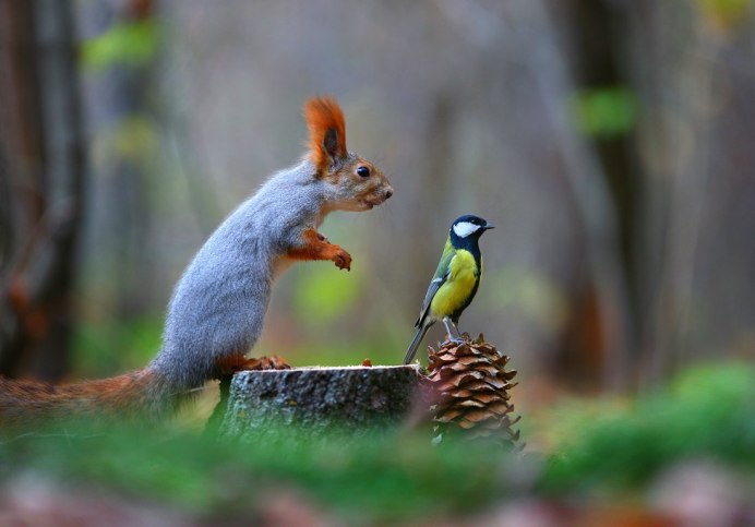 Вадим Трунов фотограф белки