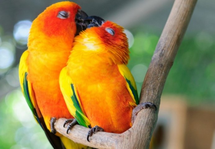 Хищные птицы Ленинградской области