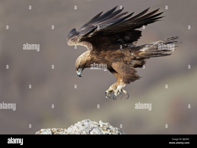 Орёл Беркут в атаке