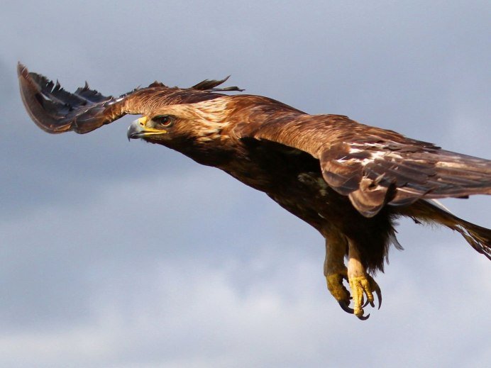 Хищные птицы Чукотки