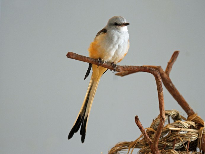 Tyrannus dominicensis