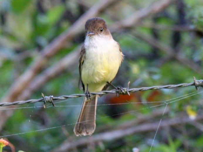 Myiarchus crinitus