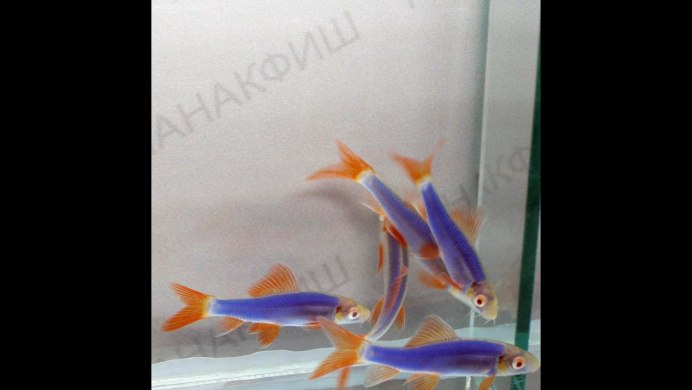 Лабео биколор рыбка