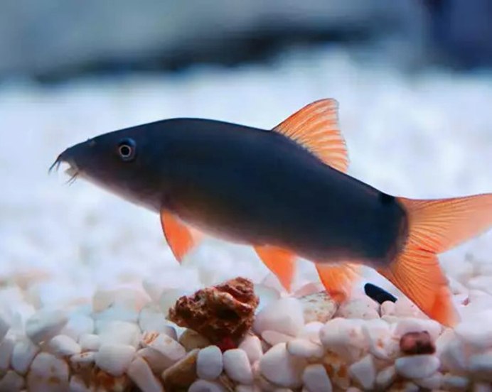 Лабео зелёный (лат. Epalzeorhynchos frenatus)
