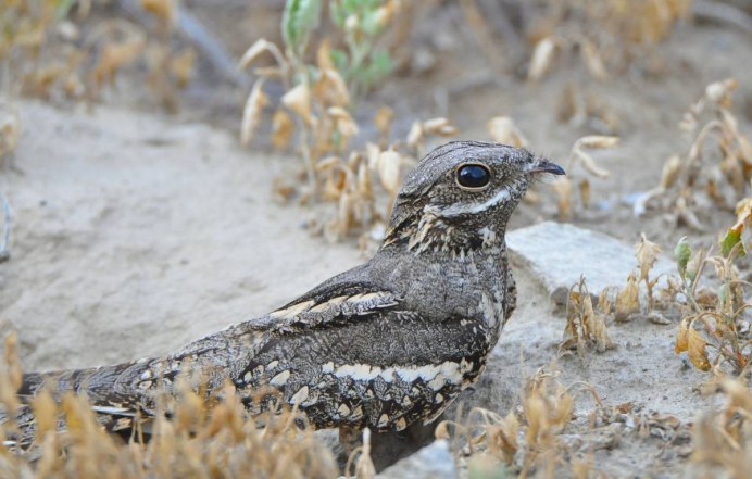 Яйца козодоя