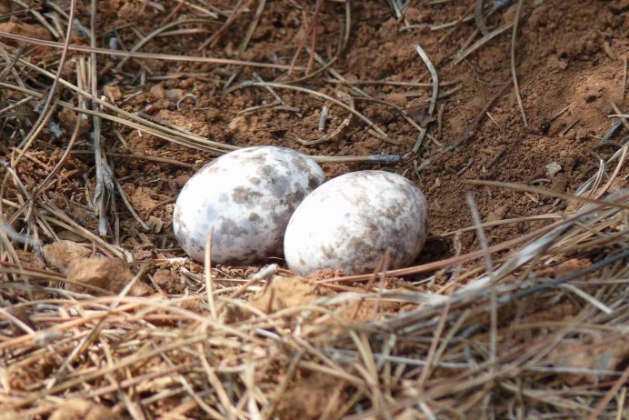 Обыкновенный козодой гнездо