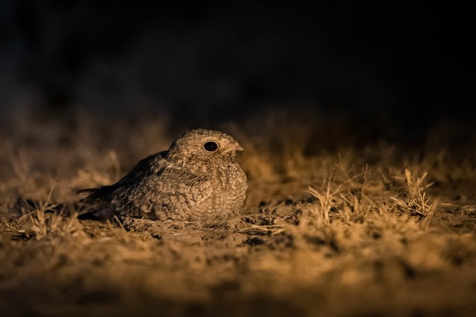 Гнездо козодоя