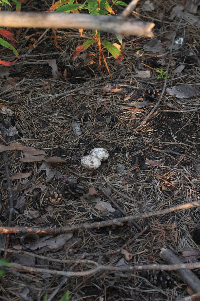 Обыкновенный козодой гнездо