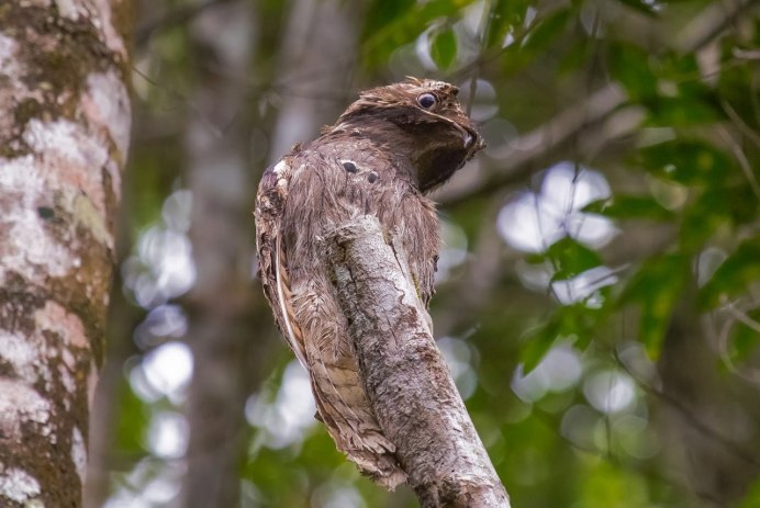 Птенец козодоя