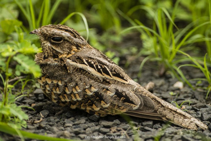 Козодой обыкновенный птица