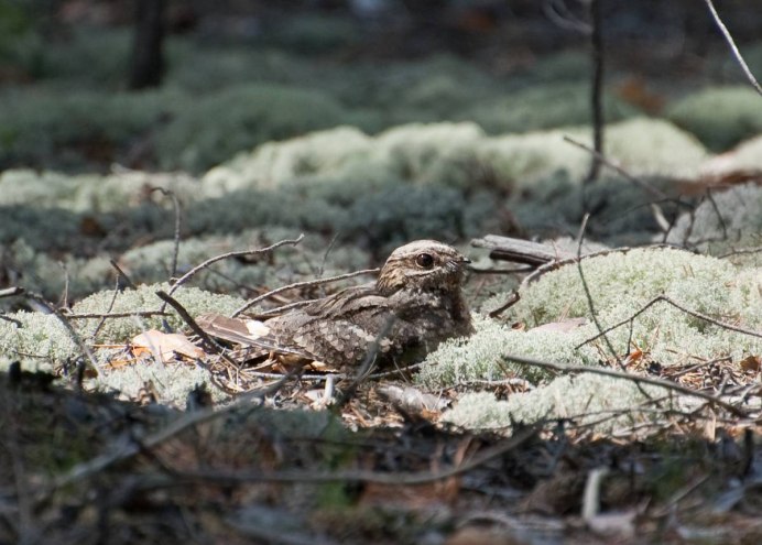 Обыкновенный козодой гнездо