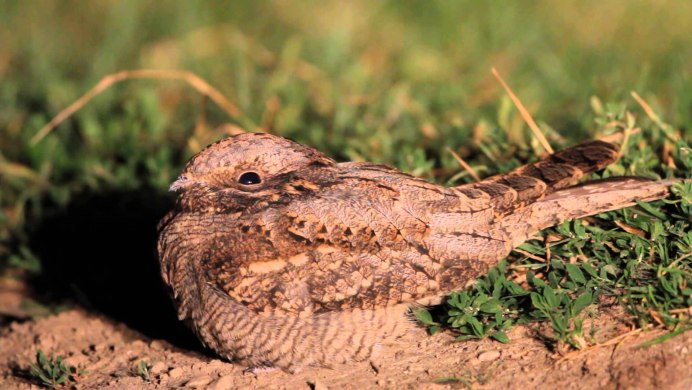 Козодой в дупле