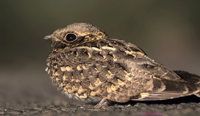 Козодой обыкновенный