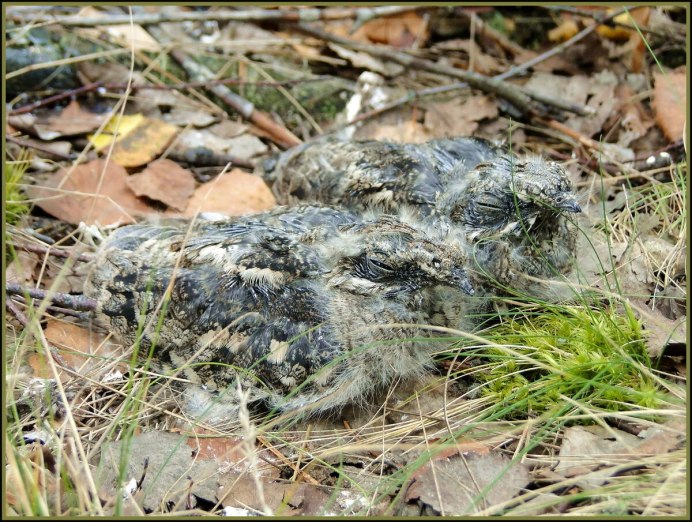 Гнездо козодоя